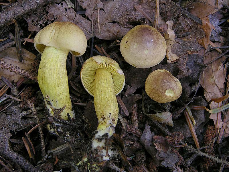 Tricholoma bufonium (Pers.) Gillet,